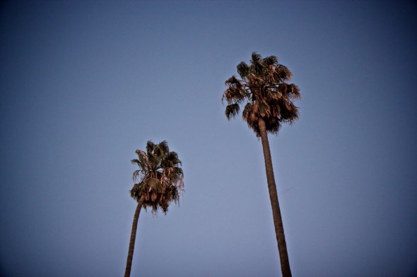 palm trees, california
