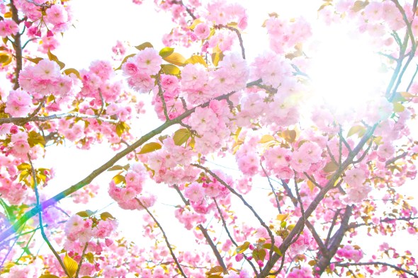 the photowalk alliance, spring 2012 photowalk, joe sterne photography