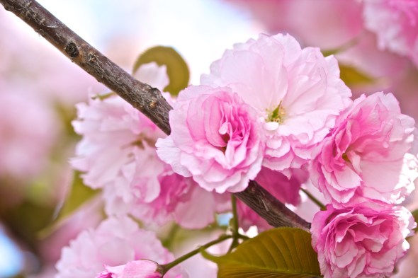 the photowalk alliance, spring 2012 photowalk, joe sterne photography