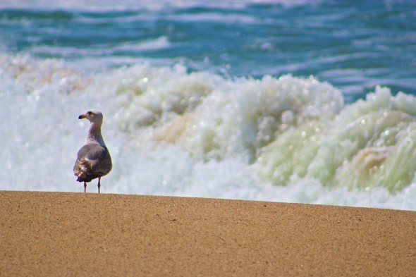 seagull, beach, ocean