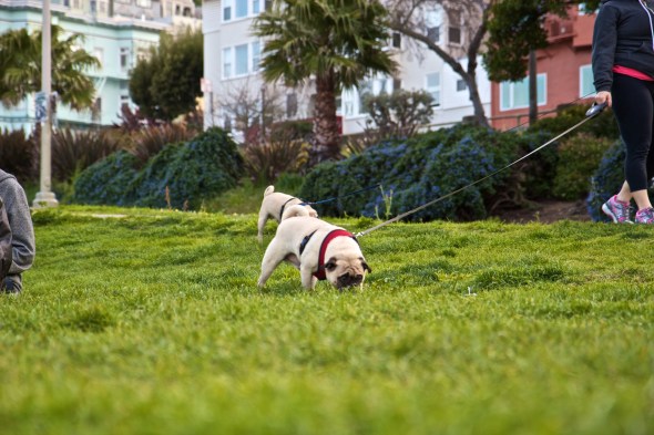 san francisco, joe Sterne photography, pug, dogs
