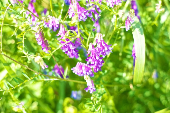 joe Sterne photography, flowers, nature, annapolis, quiet waters park