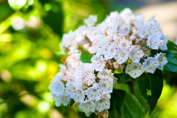 joe Sterne photography, flowers, nature, annapolis, quiet waters park