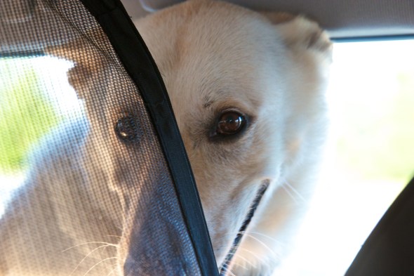 joe Sterne photography, #c2c12, marcythedog