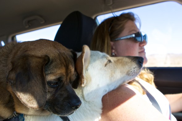 Joe Sterne Photography, California, roadtrip, c2c12, marcythedog, julia dachner
