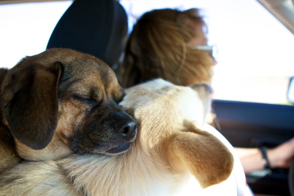 Joe Sterne Photography, California, roadtrip, c2c12, marcythedog, chopper, julia dachner