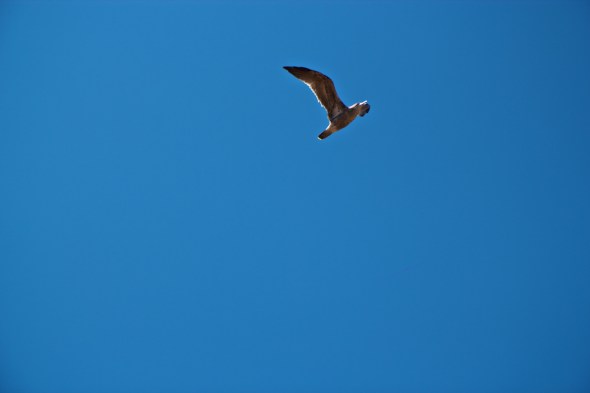 Openspace, Joe Sterne Photography, Outdoors, California
