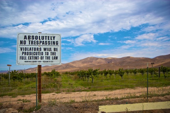 Soledad, Joe Sterne Photography, Flowers, Landscape