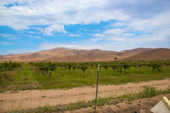 Soledad, Joe Sterne Photography, Flowers, Landscape