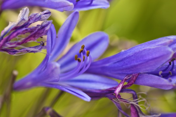 Soledad, Joe Sterne Photography, Flowers, Landscape
