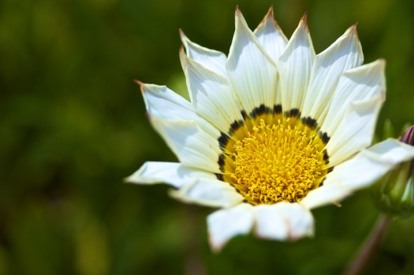 Soledad, Joe Sterne Photography, Flowers, Landscape