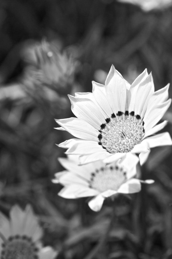 Soledad, Joe Sterne Photography, Flowers, Landscape