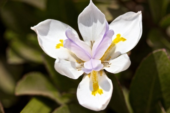 Soledad, Joe Sterne Photography, Flowers, Landscape