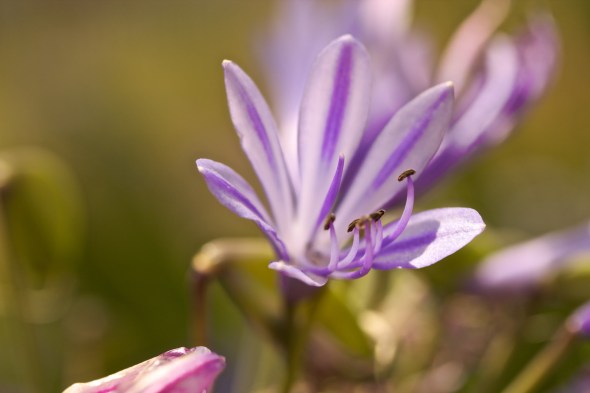 Soledad, Joe Sterne Photography, Flowers, Landscape