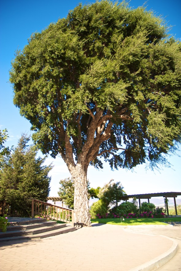 Paraiso Vineyards, River Road, Winery, Joe Sterne Photography, Wine Tasting, Salad bowl