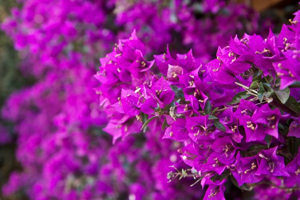 Paraiso Vineyards, River Road, Winery, Joe Sterne Photography, Wine Tasting, Salad bowl