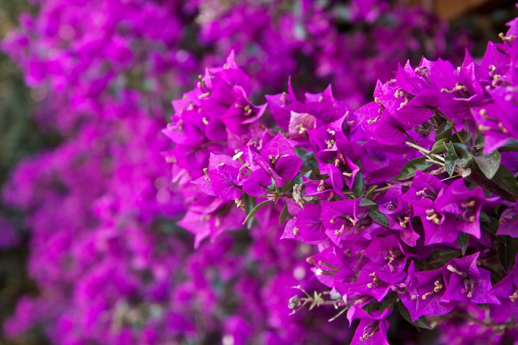 Paraiso Vineyards, River Road, Winery, Joe Sterne Photography, Wine Tasting, Salad bowl