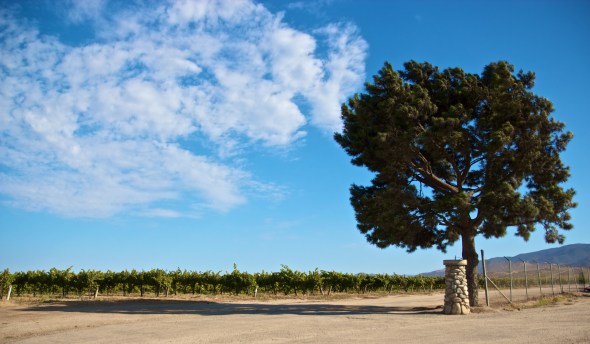 Paraiso Vineyards, River Road, Winery, Joe Sterne Photography, Wine Tasting, Salad bowl