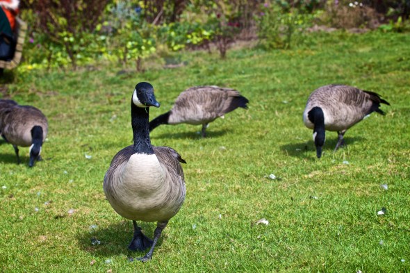 Joe Sterne Photography, San Francisco Botanical Garden, Google SF Photowalk, the Photowalk Alliance,