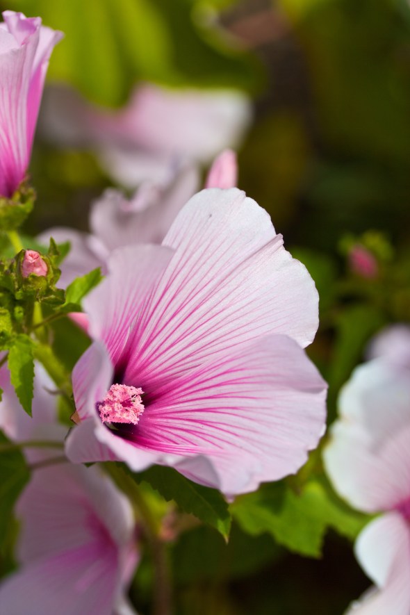 Joe Sterne Photography, San Francisco Botanical Garden, Google SF Photowalk, the Photowalk Alliance,