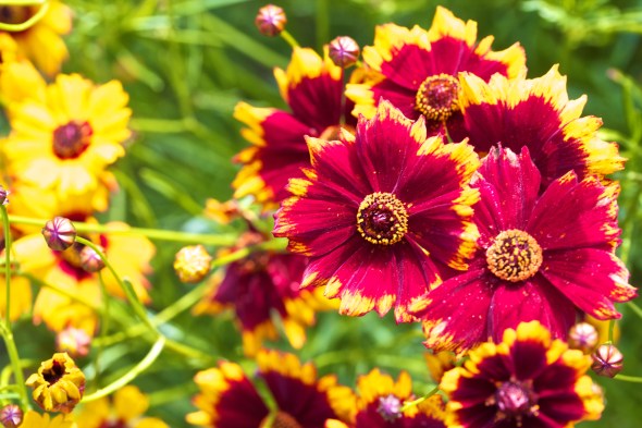 Joe Sterne Photography, San Francisco Botanical Garden, Google SF Photowalk, the Photowalk Alliance,