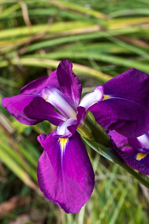 Joe Sterne Photography, San Francisco Botanical Garden, Google SF Photowalk, the Photowalk Alliance,