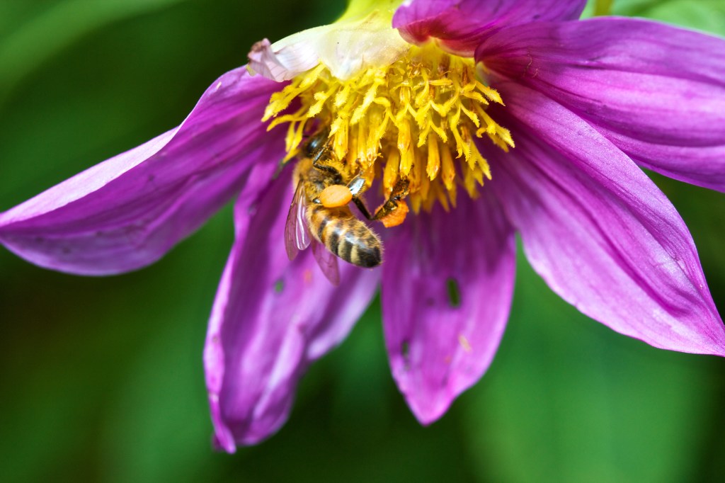 Joe Sterne Photography, San Francisco Botanical Garden, Google SF Photowalk, the Photowalk Alliance,