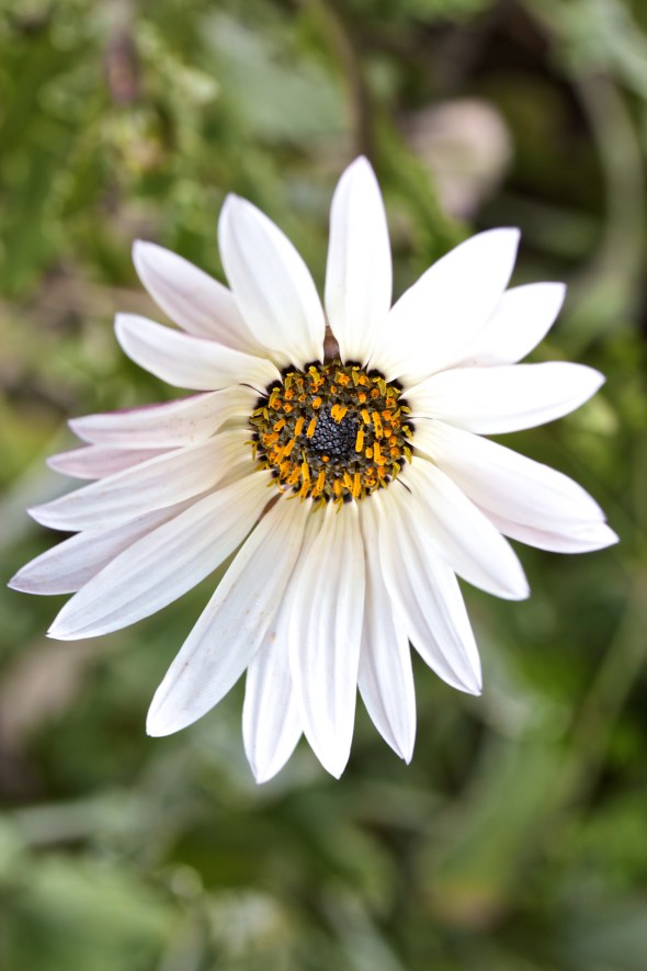 Joe Sterne Photography, San Francisco Botanical Garden, Google SF Photowalk, the Photowalk Alliance,