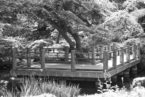 Joe Sterne Photography, San Francisco Botanical Garden, Google SF Photowalk, the Photowalk Alliance,