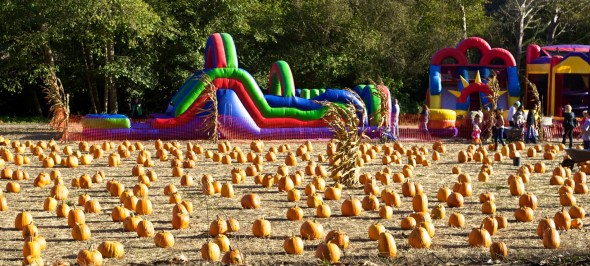 Joe Sterne Photography, Half Moon Bay, Bay Area, California, Beach, pumpkin patch