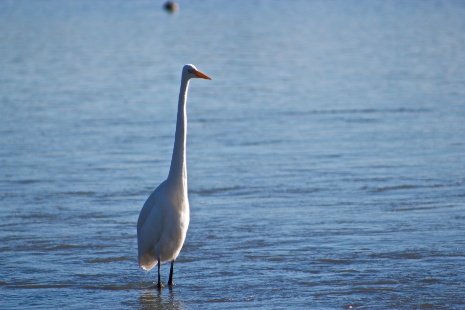 joe sterne photography, shoreline park, bay area, birding, bird watching,