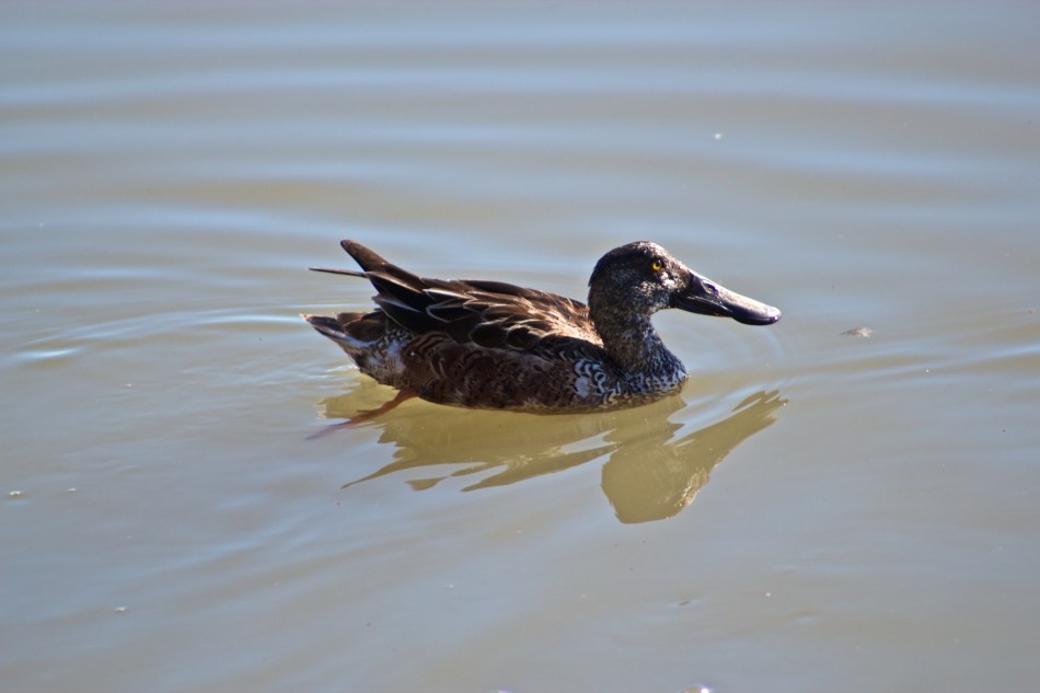 joe sterne photography, shoreline park, bay area, birding, bird watching,