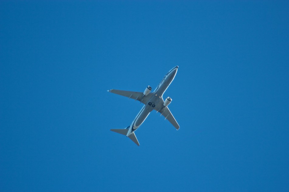 joe sterne photography, shoreline park, bay area, birding, bird watching,
