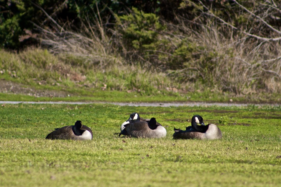 joe sterne photography, shoreline park, bay area, birding, bird watching,
