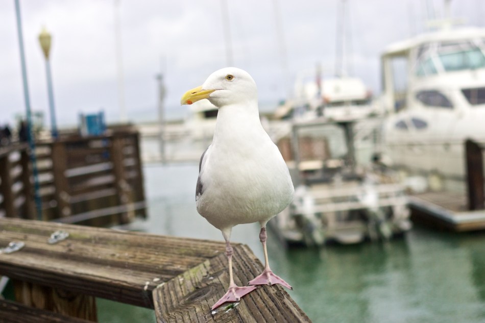 DonutQuest, San francisco, google sf, donuts, foodie, photowalk, the photowalk alliance