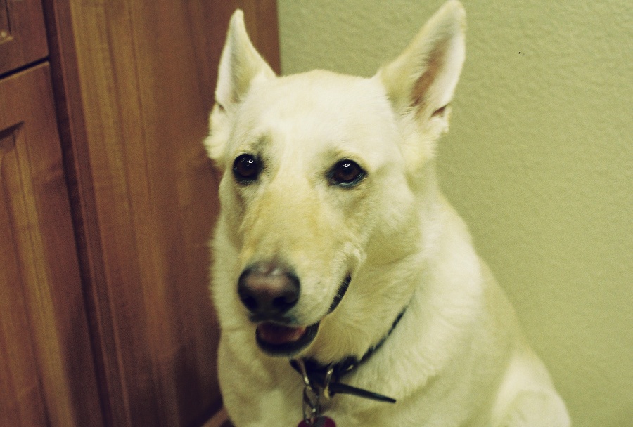 canon, joe sterne photography, ae-1 program, 35mm, #projectfilm, retro, film photography