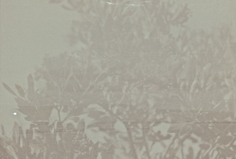 joe sterne photography, black and white film, color negative, lomography