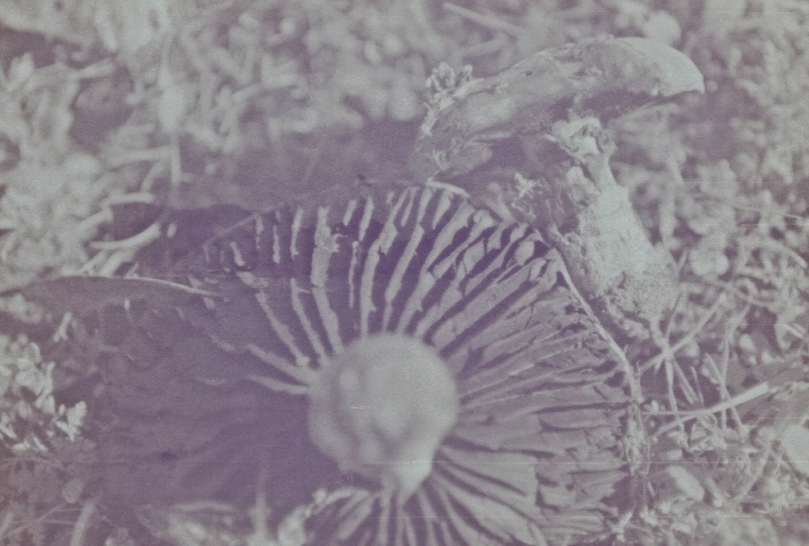 joe sterne photography, black and white film, color negative, lomography