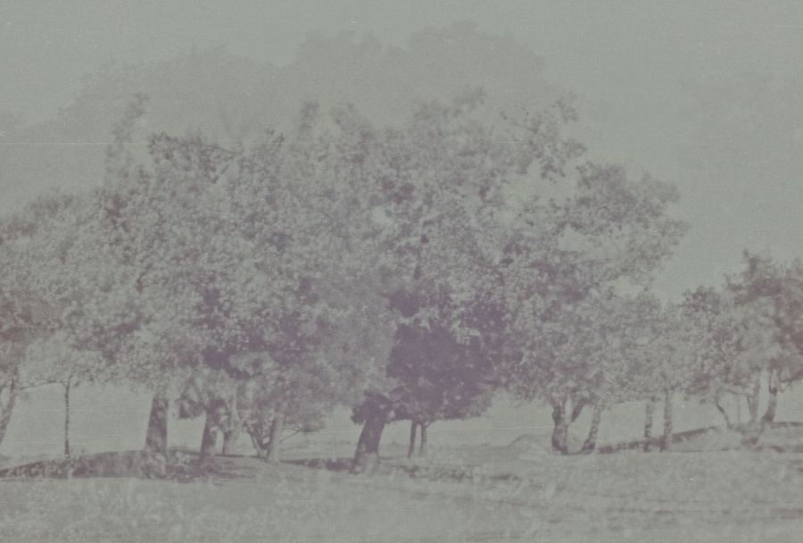 joe sterne photography, black and white film, color negative, lomography