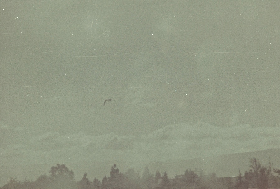 joe sterne photography, black and white film, color negative, lomography