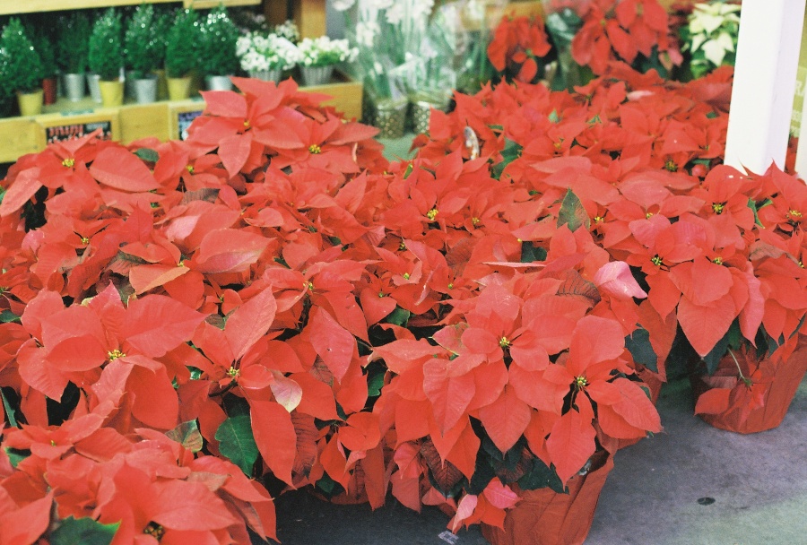 canon, joe sterne photography, ae-1 program, 35mm, #projectfilm, retro, film photography