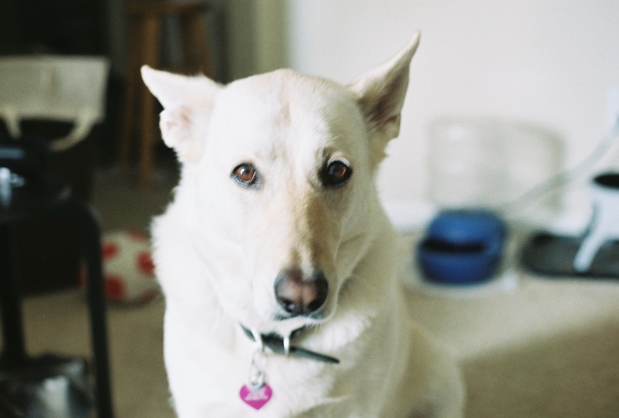 canon, joe sterne photography, ae-1 program, 35mm, #projectfilm, retro, film photography