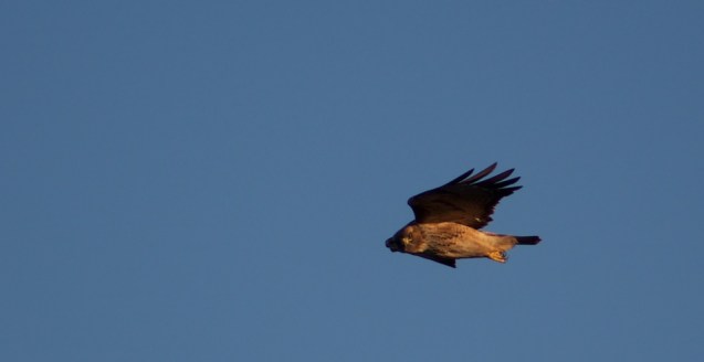 joe Sterne photography, hawk hill, bay area, gold gate bridge, hawk