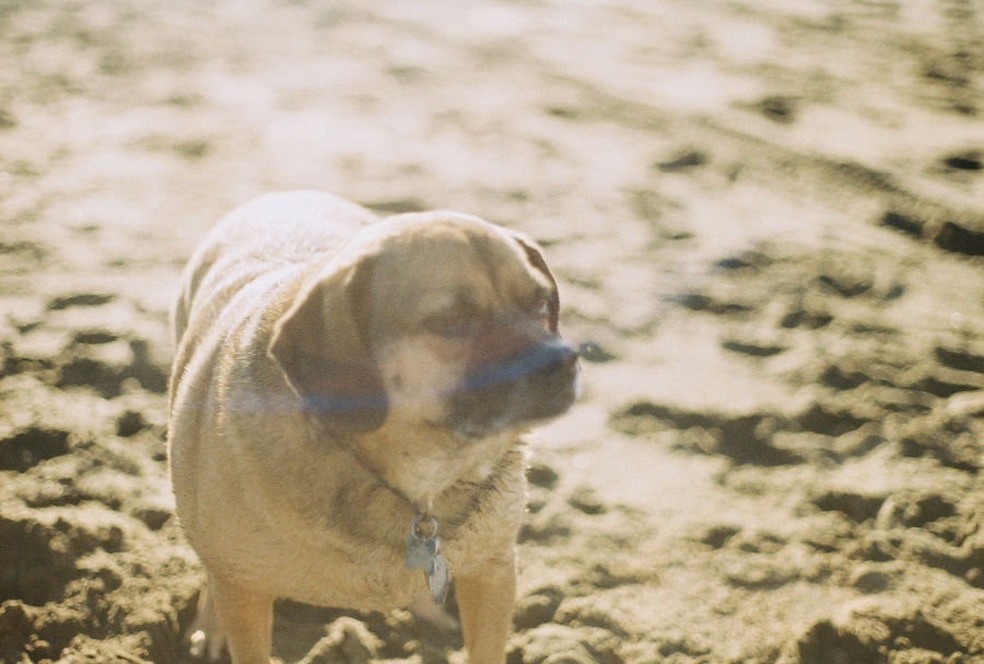 #projectfilm, baker beach, san francisco, bay bridge, joe sterne photography