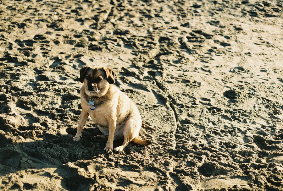 #projectfilm, baker beach, san francisco, bay bridge, joe sterne photography