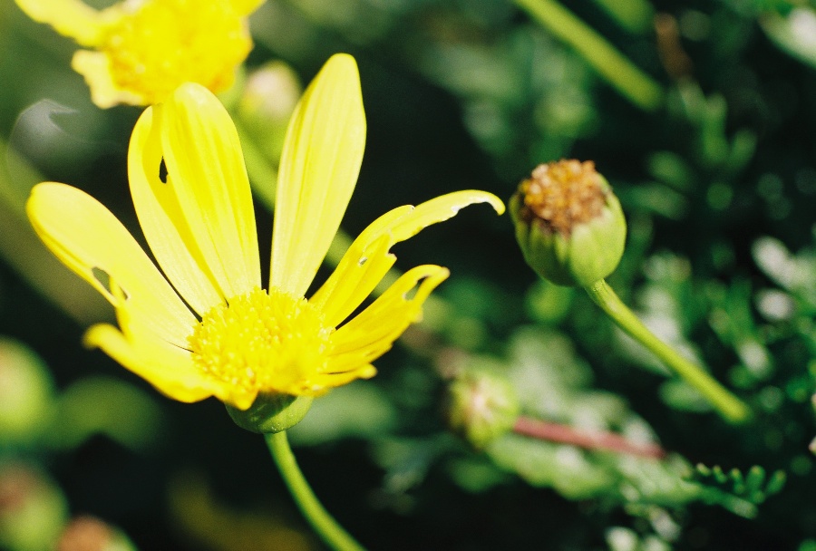 #projectfilm, macro, joe sterne photography, sunnyvale park, bay area