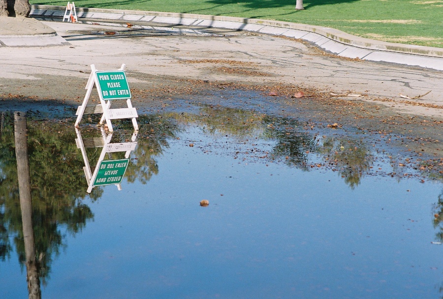 #projectfilm, macro, joe sterne photography, sunnyvale park, bay area