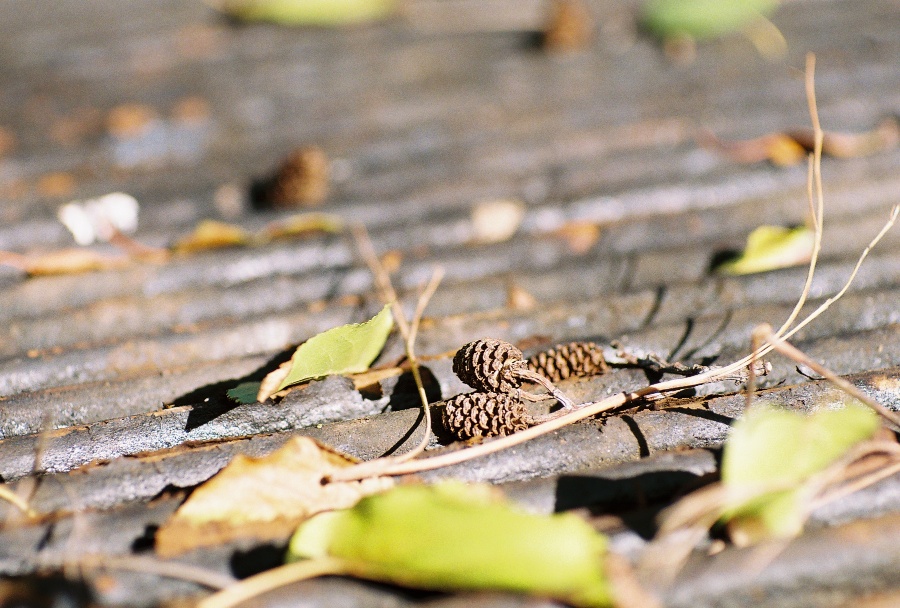 #projectfilm, macro, joe sterne photography, sunnyvale park, bay area