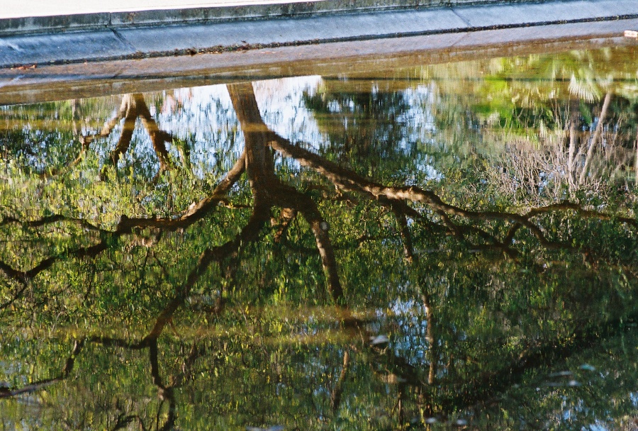 #projectfilm, macro, joe sterne photography, sunnyvale park, bay area