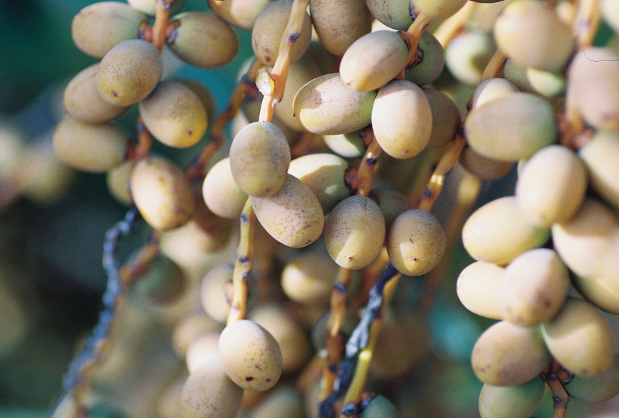 #projectfilm, macro, joe sterne photography, sunnyvale park, bay area